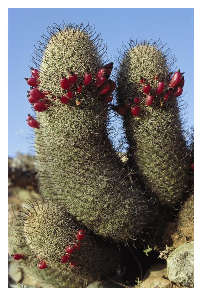 Fishhook Cactus in bloom, Santa Catalina Island, Sea of Cortez, Baja California, Mexico-Paper Art-14"x20"