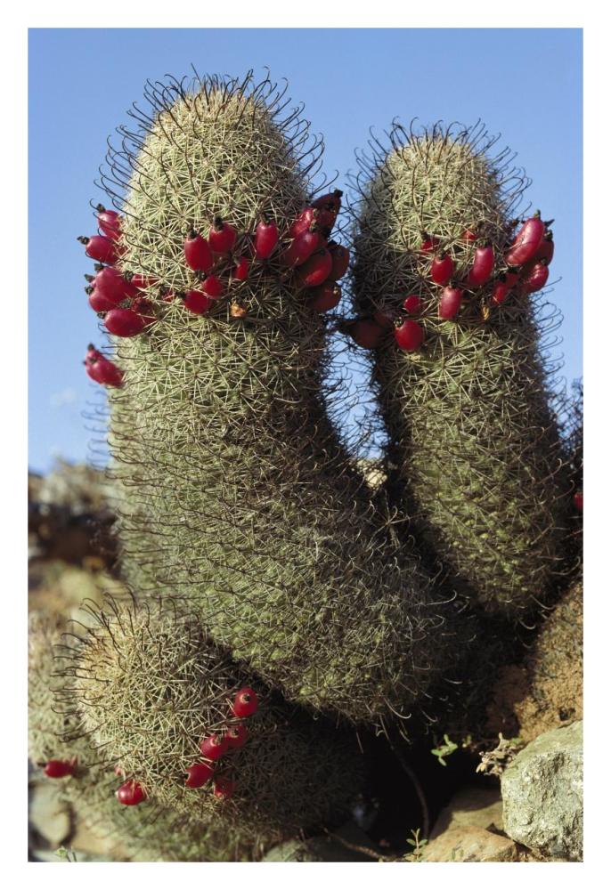 Fishhook Cactus in bloom, Santa Catalina Island, Sea of Cortez, Baja California, Mexico-Paper Art-22"x32"