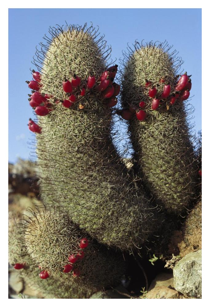 Fishhook Cactus in bloom, Santa Catalina Island, Sea of Cortez, Baja California, Mexico-Paper Art-26"x38"