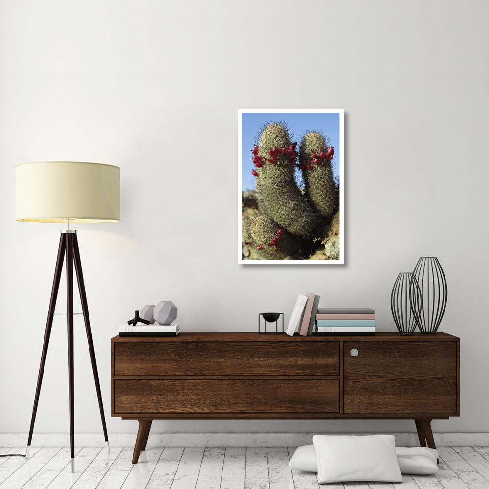 Fishhook Cactus in bloom, Santa Catalina Island, Sea of Cortez, Baja California, Mexico-Paper Art-26&quotx38"