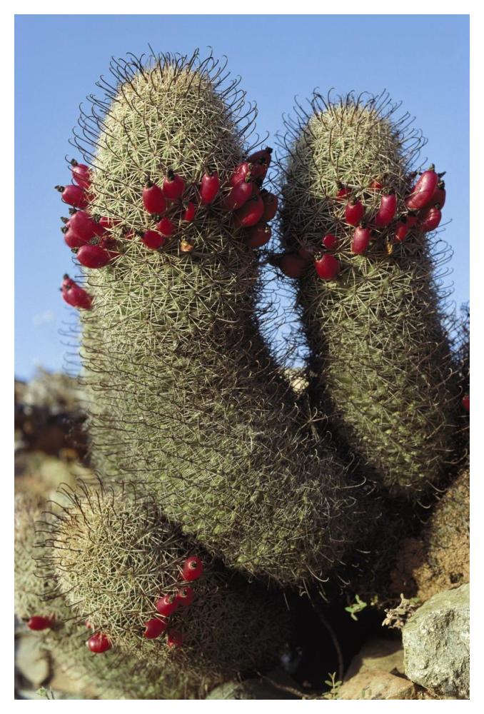Fishhook Cactus in bloom, Santa Catalina Island, Sea of Cortez, Baja California, Mexico-Paper Art-34"x50"