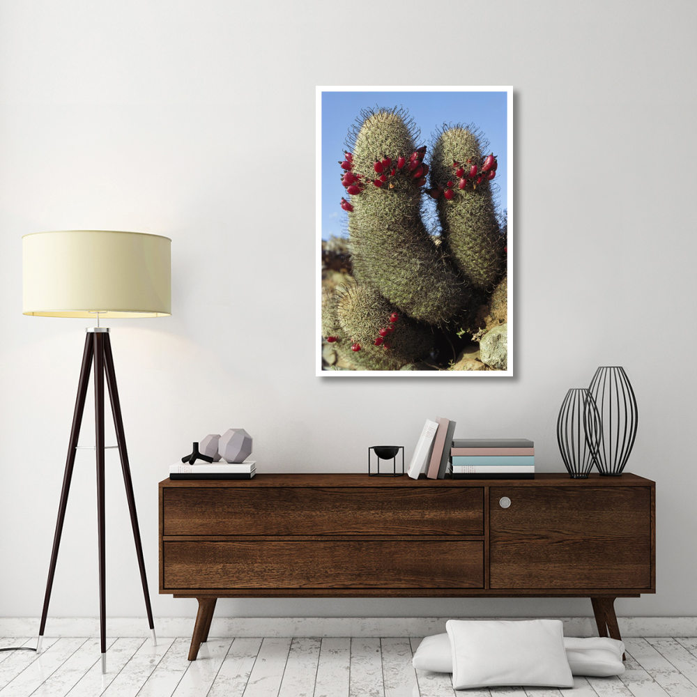 Fishhook Cactus in bloom, Santa Catalina Island, Sea of Cortez, Baja California, Mexico-Paper Art-34&quotx50"