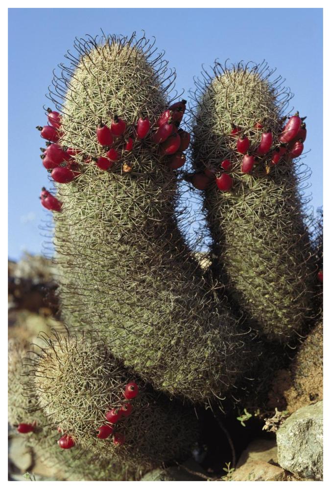 Fishhook Cactus in bloom, Santa Catalina Island, Sea of Cortez, Baja California, Mexico-Paper Art-42"x62"