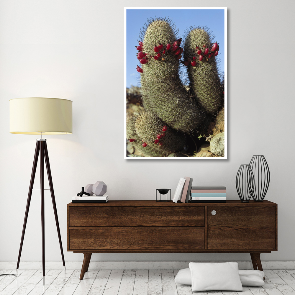 Fishhook Cactus in bloom, Santa Catalina Island, Sea of Cortez, Baja California, Mexico-Paper Art-42&quotx62"