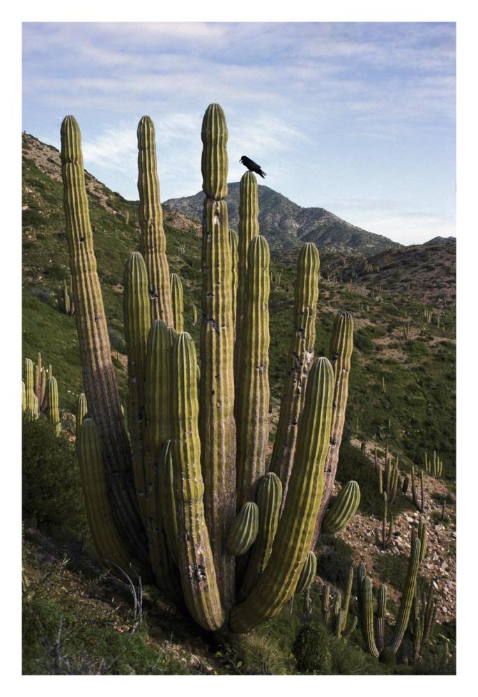 Common Raven perching in Cardon cactus, Santa Catalina Island, Sea of Cortez, Baja California, Mexico-Paper Art-22"x32"