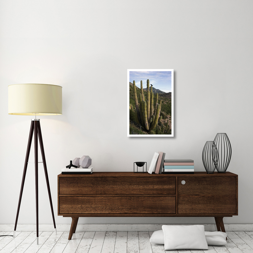 Common Raven perching in Cardon cactus, Santa Catalina Island, Sea of Cortez, Baja California, Mexico-Paper Art-22&quotx32"