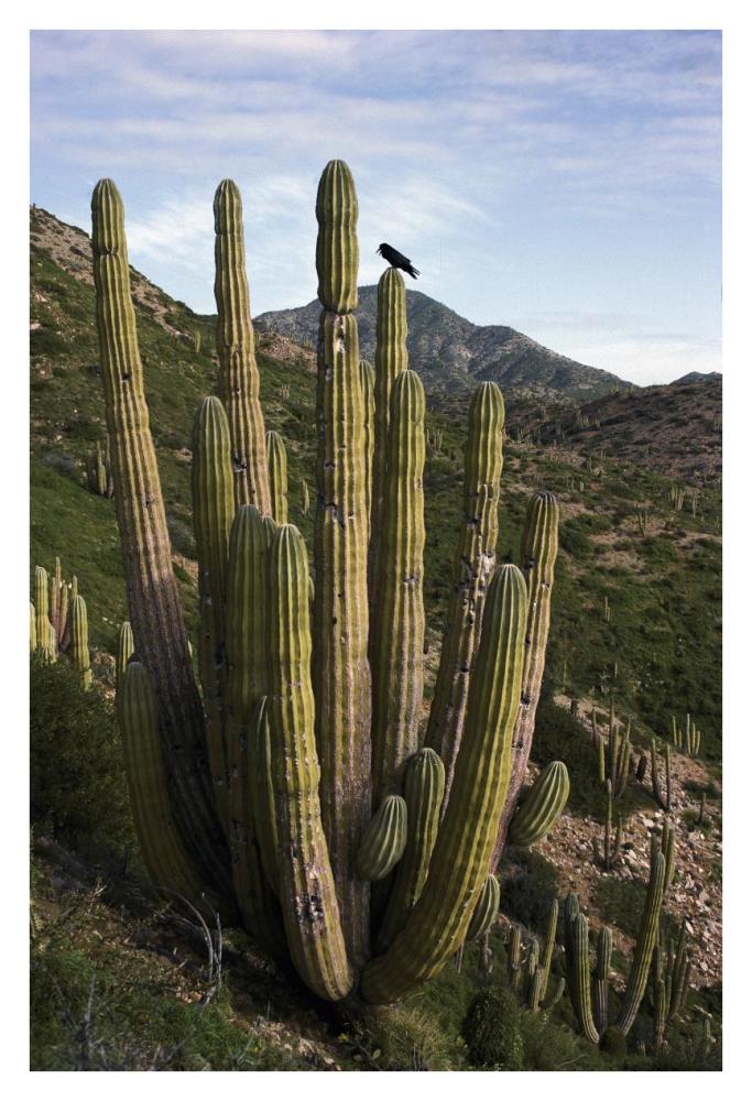 Common Raven perching in Cardon cactus, Santa Catalina Island, Sea of Cortez, Baja California, Mexico-Paper Art-26"x38"