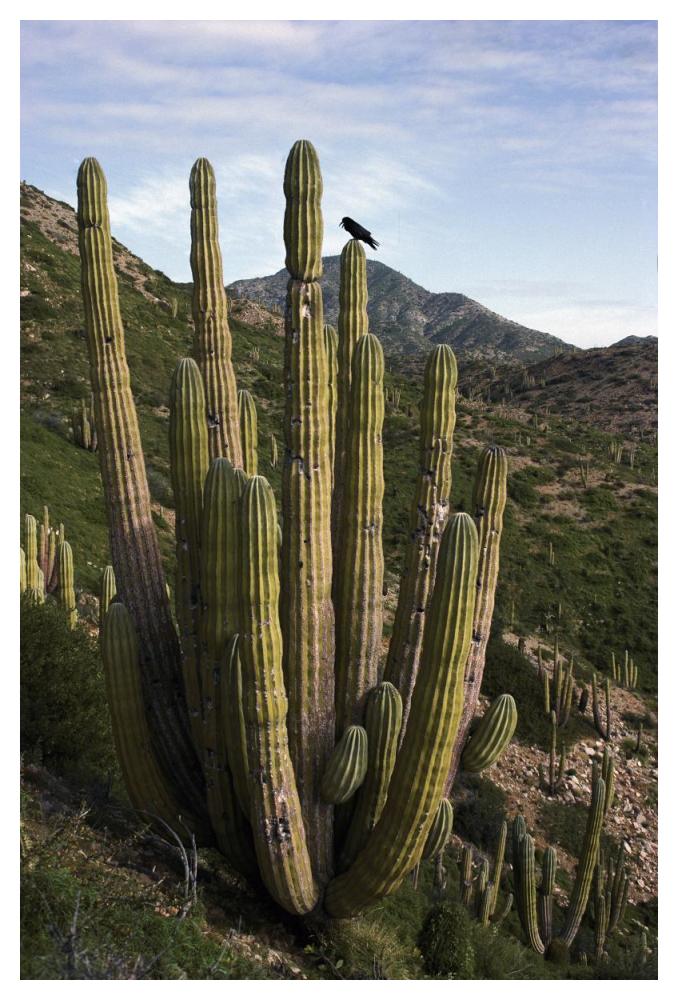 Common Raven perching in Cardon cactus, Santa Catalina Island, Sea of Cortez, Baja California, Mexico-Paper Art-34"x50"