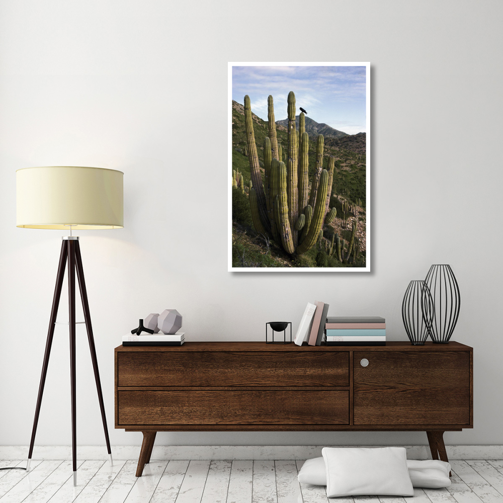 Common Raven perching in Cardon cactus, Santa Catalina Island, Sea of Cortez, Baja California, Mexico-Paper Art-34&quotx50"