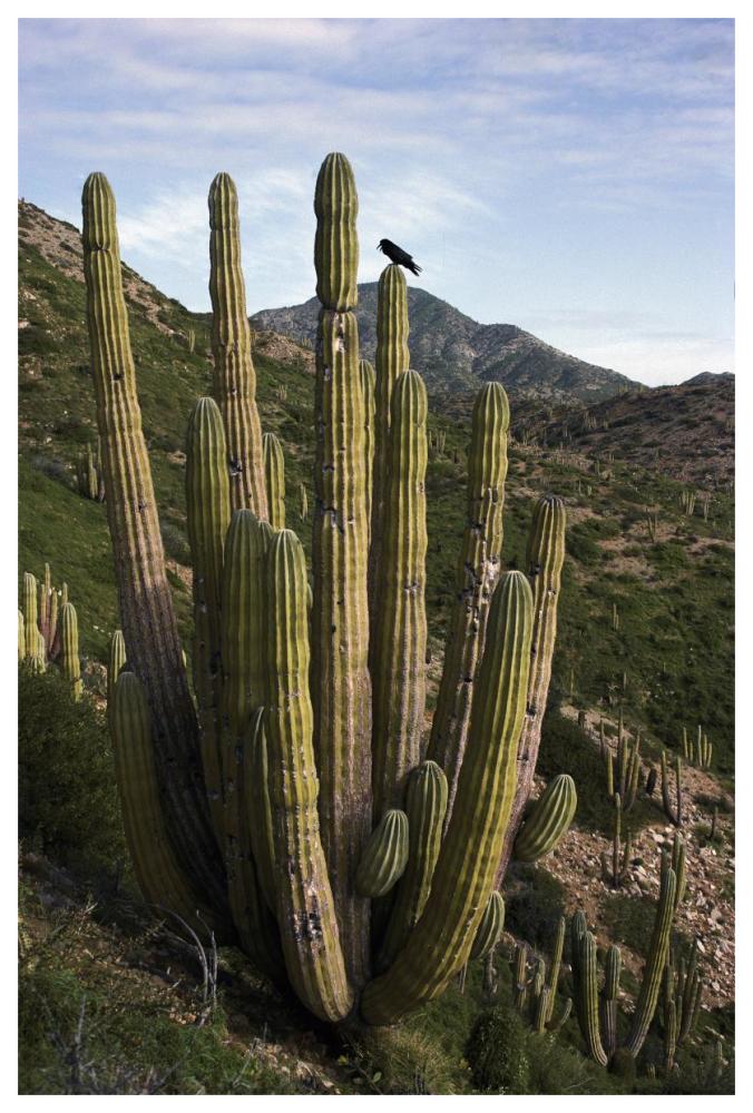 Common Raven perching in Cardon cactus, Santa Catalina Island, Sea of Cortez, Baja California, Mexico-Paper Art-42"x62"