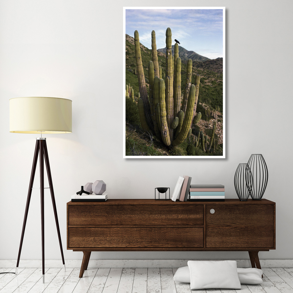 Common Raven perching in Cardon cactus, Santa Catalina Island, Sea of Cortez, Baja California, Mexico-Paper Art-42&quotx62"