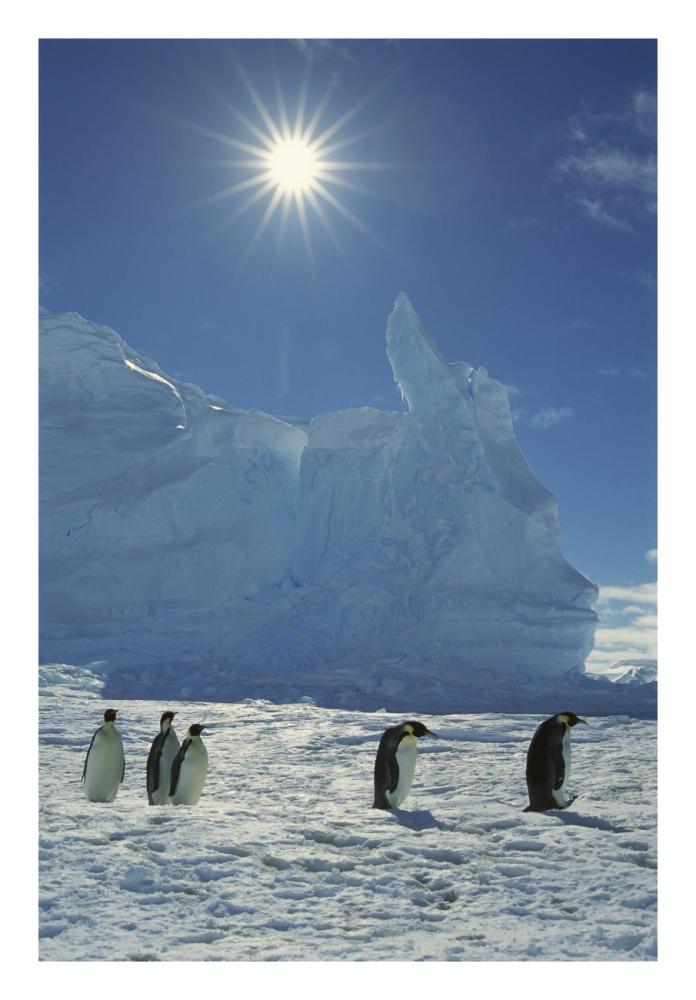 Emperor Penguin commuters returning to rookery, Riiser-Larsen Rookery, Weddell Sea, Antarctica-Paper Art-18"x26"