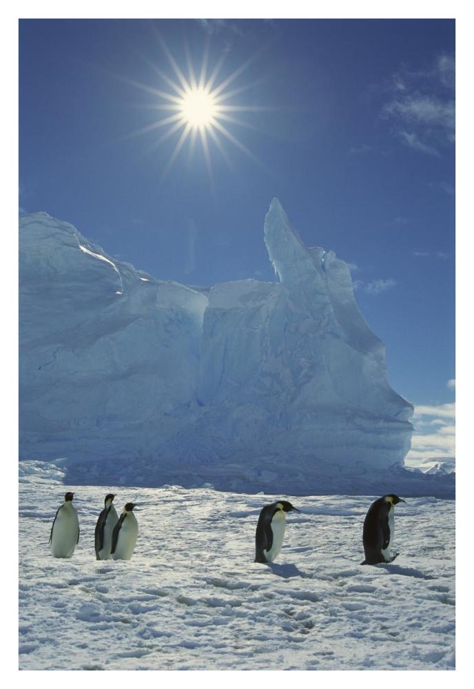 Emperor Penguin commuters returning to rookery, Riiser-Larsen Rookery, Weddell Sea, Antarctica-Paper Art-26"x38"