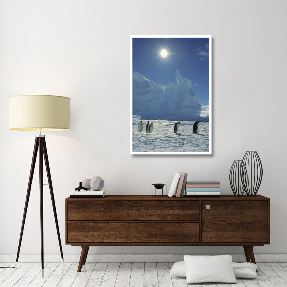 Emperor Penguin commuters returning to rookery, Riiser-Larsen Rookery, Weddell Sea, Antarctica-Paper Art-34&quotx50"
