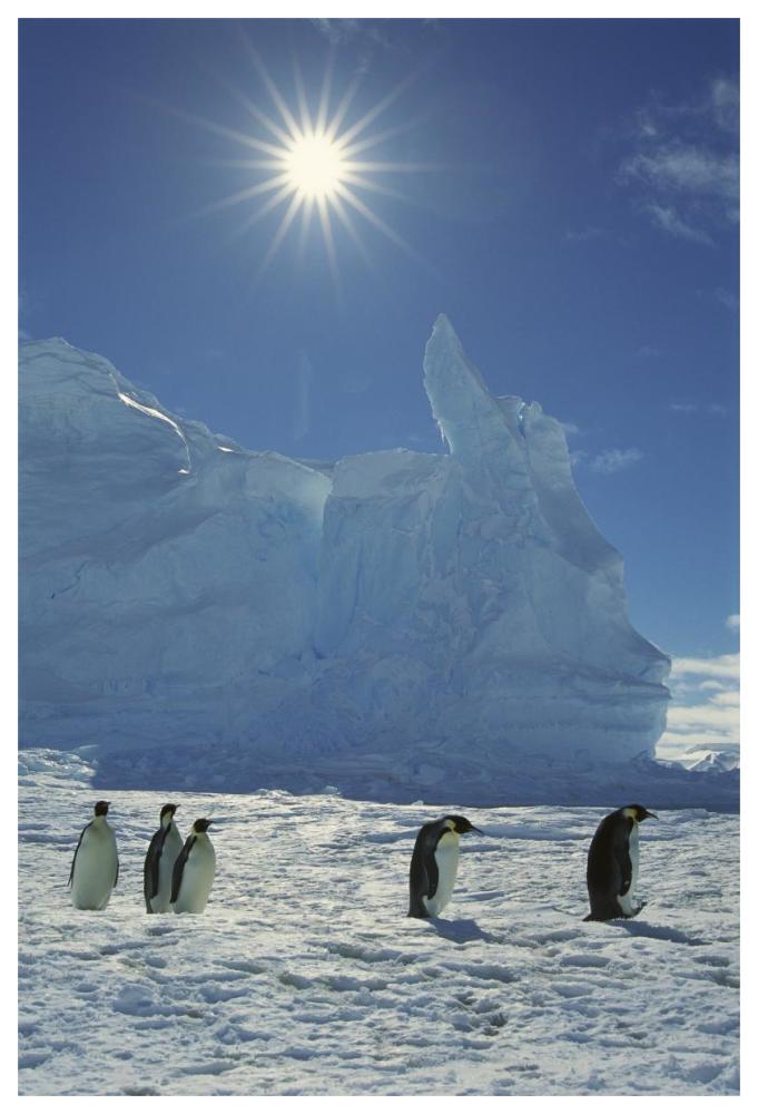 Emperor Penguin commuters returning to rookery, Riiser-Larsen Rookery, Weddell Sea, Antarctica-Paper Art-42"x62"