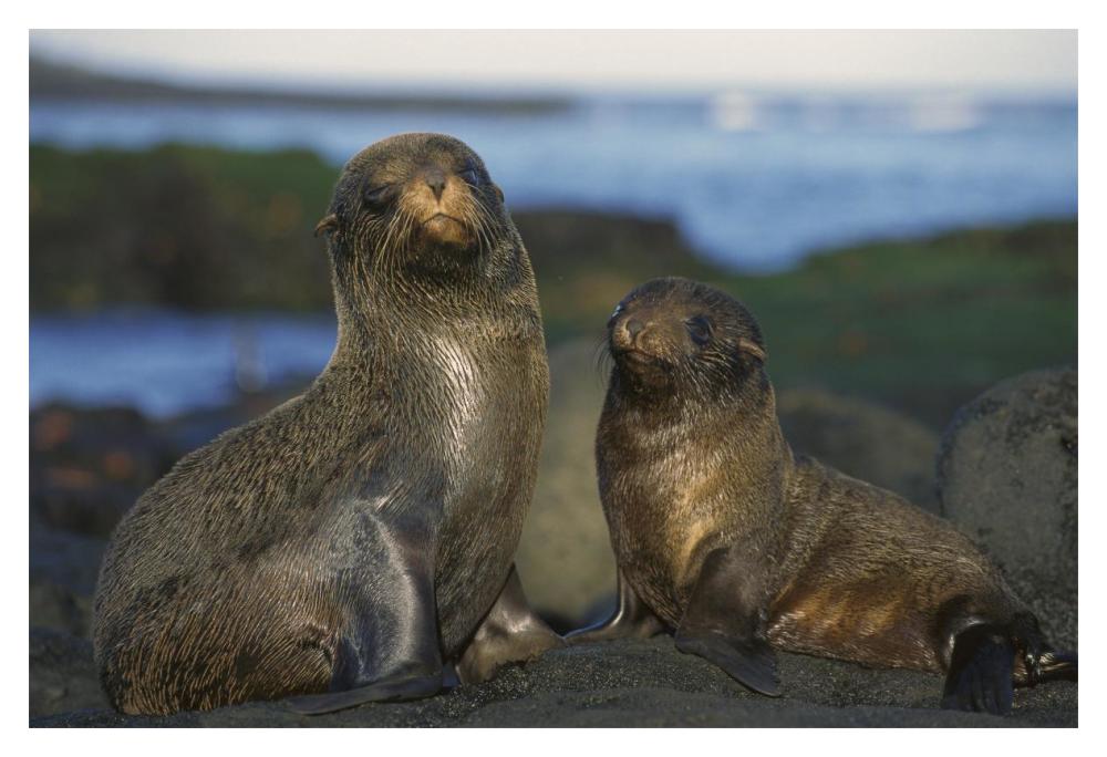 Galapagos Islands Fur Seal cow and pup, Cape Douglas, Galapagos Islands-Paper Art-20"x14"