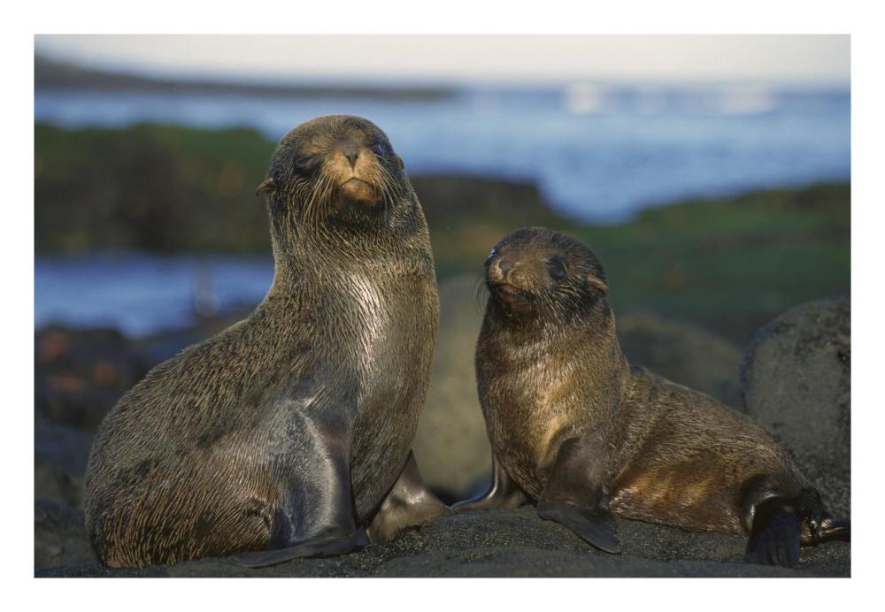 Galapagos Islands Fur Seal cow and pup, Cape Douglas, Galapagos Islands-Paper Art-26"x18"