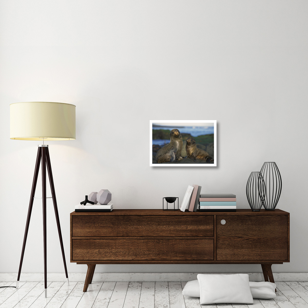 Galapagos Islands Fur Seal cow and pup, Cape Douglas, Galapagos Islands-Paper Art-26&quotx18"