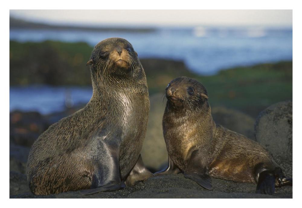 Galapagos Islands Fur Seal cow and pup, Cape Douglas, Galapagos Islands-Paper Art-32"x22"