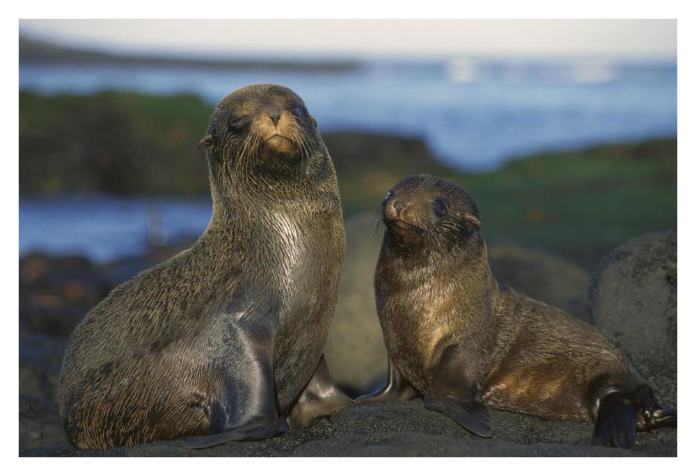 Galapagos Islands Fur Seal cow and pup, Cape Douglas, Galapagos Islands-Paper Art-38"x26"