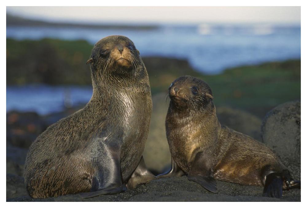 Galapagos Islands Fur Seal cow and pup, Cape Douglas, Galapagos Islands-Paper Art-50"x34"