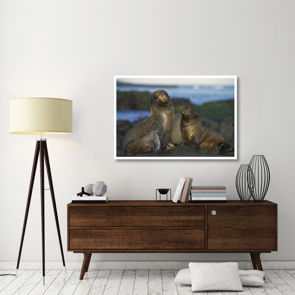 Galapagos Islands Fur Seal cow and pup, Cape Douglas, Galapagos Islands-Paper Art-50&quotx34"