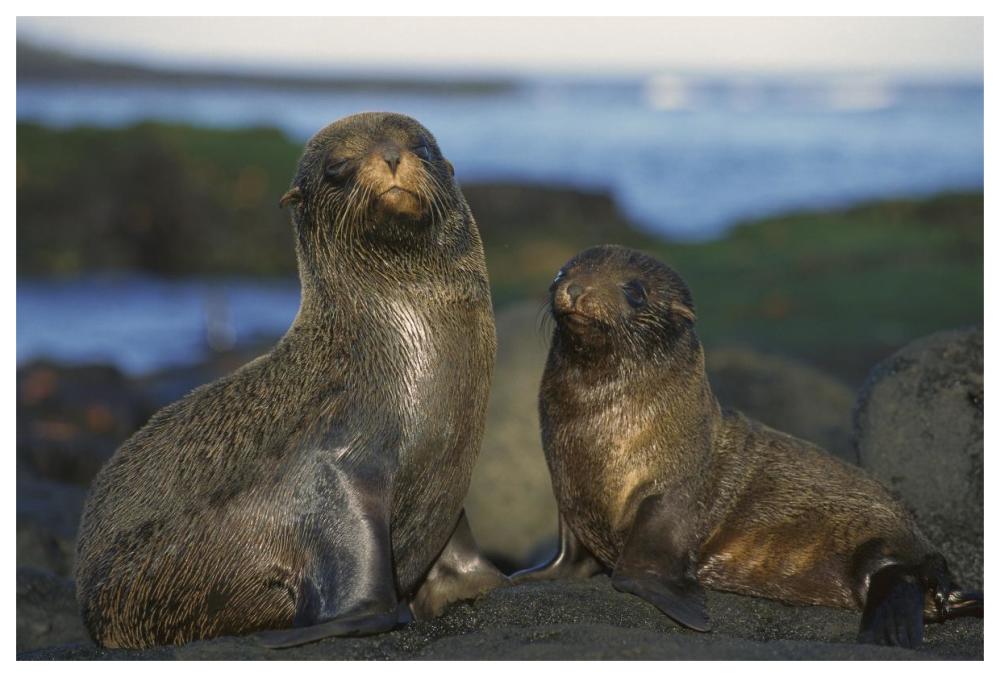 Galapagos Islands Fur Seal cow and pup, Cape Douglas, Galapagos Islands-Paper Art-62"x42"