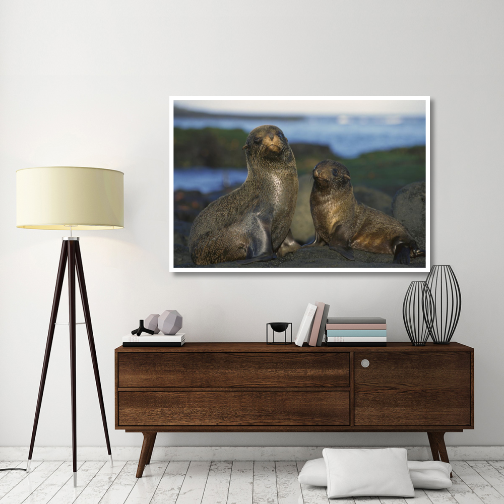 Galapagos Islands Fur Seal cow and pup, Cape Douglas, Galapagos Islands-Paper Art-62&quotx42"