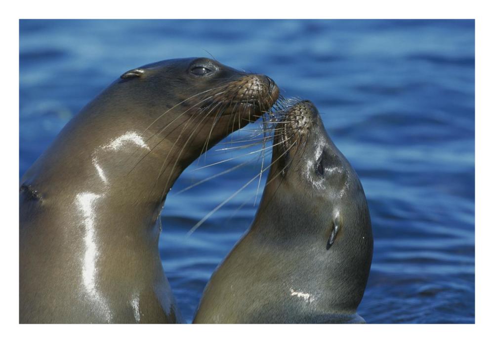 Galapagos Sea Lion females socializing, Punta Espinosa, Fernandina Island, Galapagos Islands-Paper Art-26"x18"