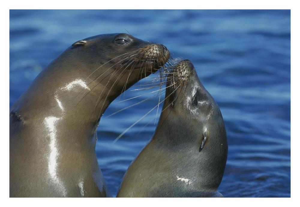 Galapagos Sea Lion females socializing, Punta Espinosa, Fernandina Island, Galapagos Islands-Paper Art-32"x22"