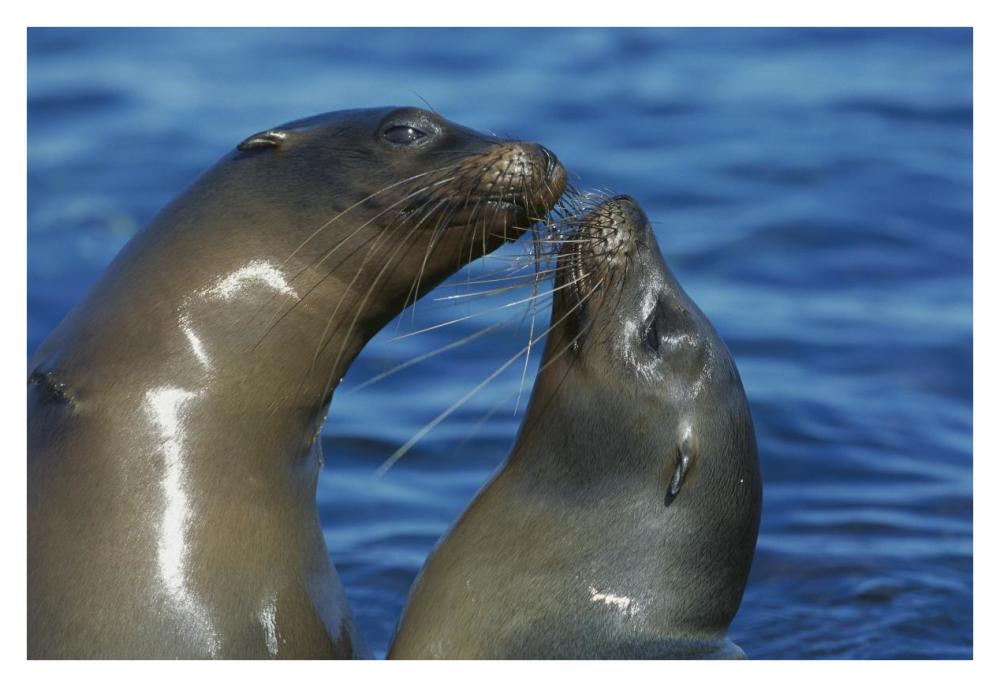 Galapagos Sea Lion females socializing, Punta Espinosa, Fernandina Island, Galapagos Islands-Paper Art-38"x26"