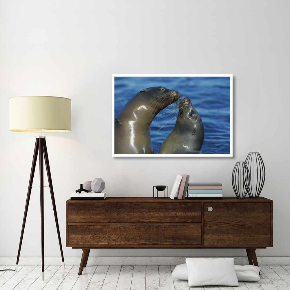 Galapagos Sea Lion females socializing, Punta Espinosa, Fernandina Island, Galapagos Islands-Paper Art-50&quotx34"