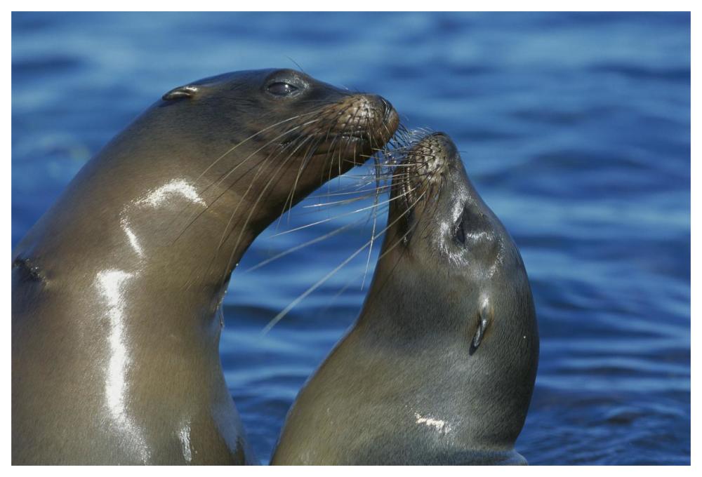 Galapagos Sea Lion females socializing, Punta Espinosa, Fernandina Island, Galapagos Islands-Paper Art-62"x42"
