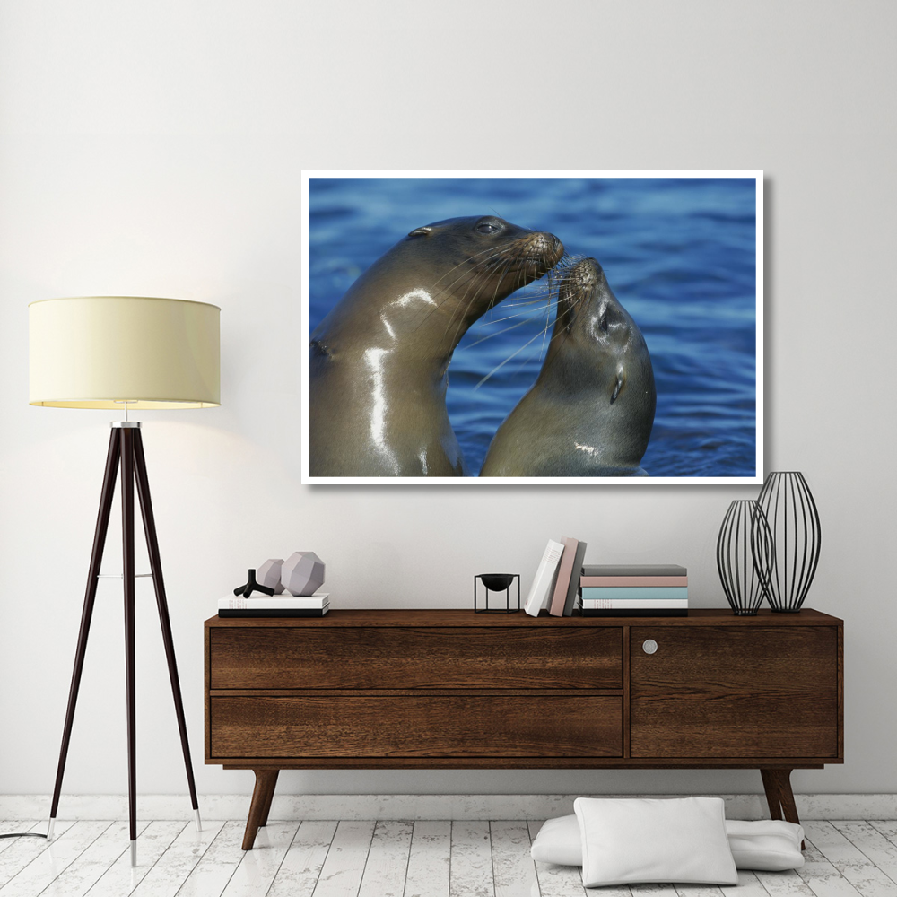 Galapagos Sea Lion females socializing, Punta Espinosa, Fernandina Island, Galapagos Islands-Paper Art-62&quotx42"