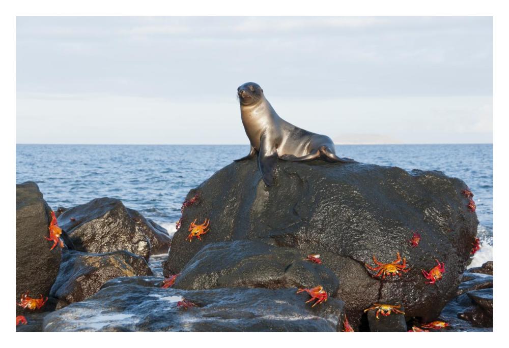 Galapagos Sea Lion pup on rock with Sally Lightfoot Crabs, Galapagos Islands, Ecuador-Paper Art-32"x22"