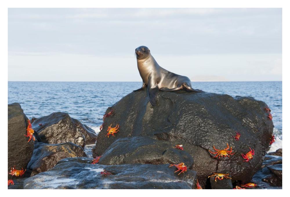 Galapagos Sea Lion pup on rock with Sally Lightfoot Crabs, Galapagos Islands, Ecuador-Paper Art-38"x26"