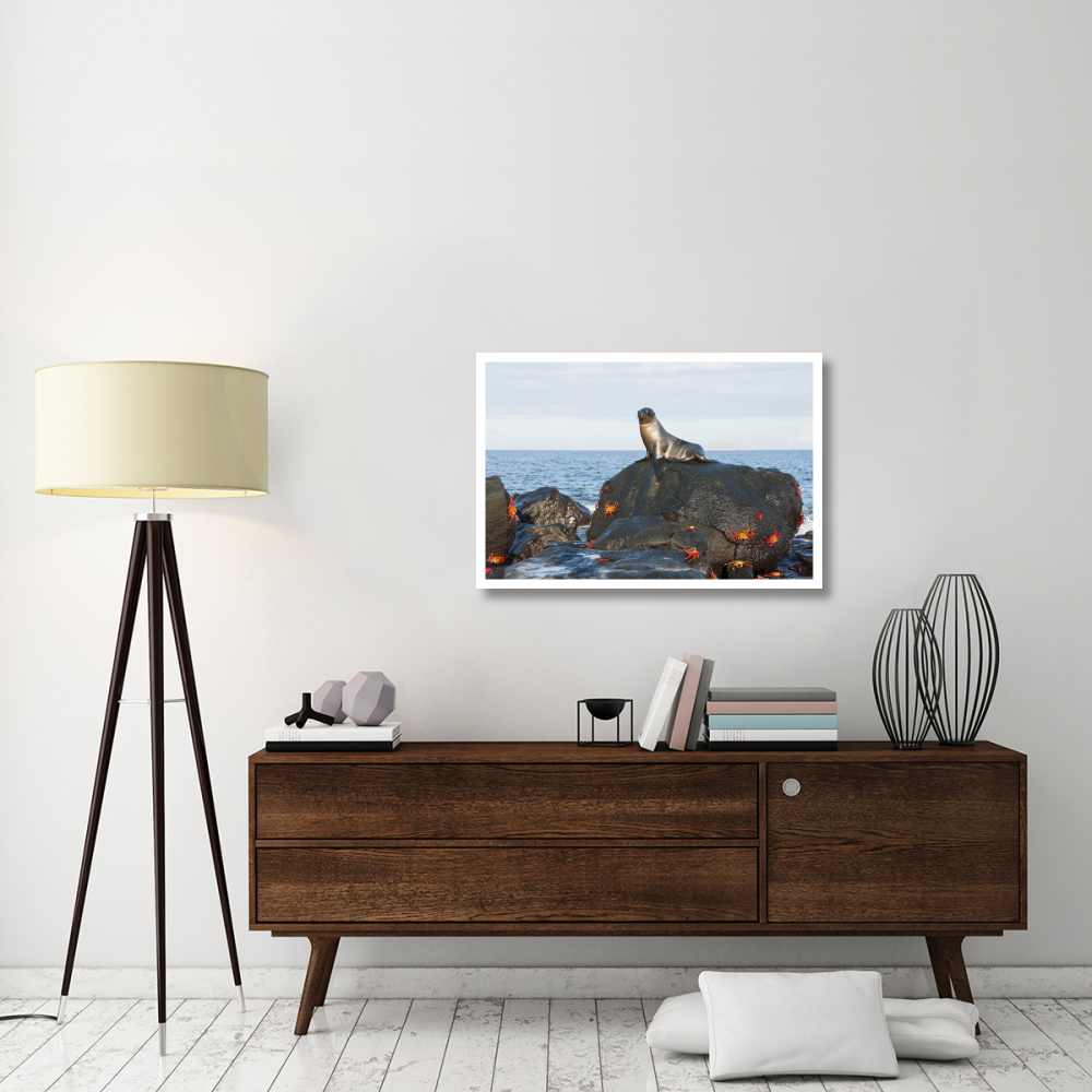 Galapagos Sea Lion pup on rock with Sally Lightfoot Crabs, Galapagos Islands, Ecuador-Paper Art-38&quotx26"