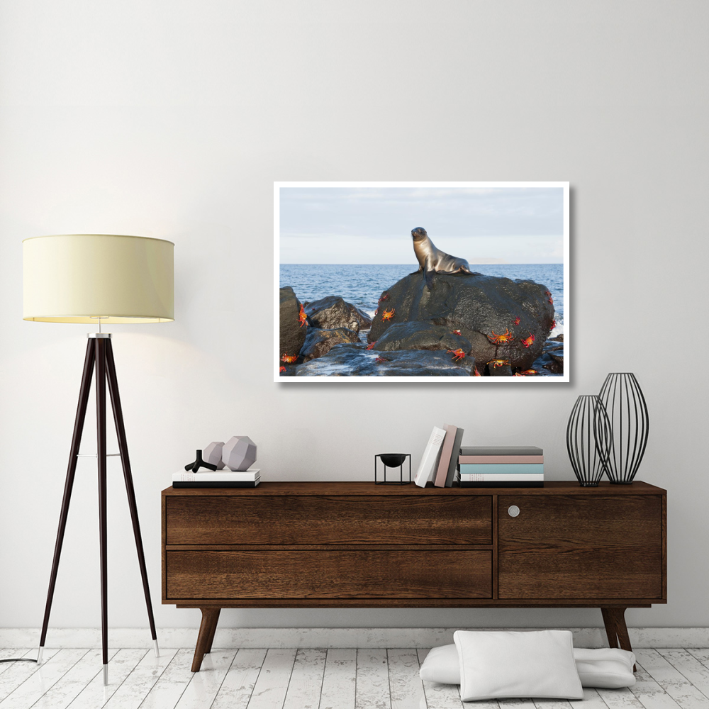 Galapagos Sea Lion pup on rock with Sally Lightfoot Crabs, Galapagos Islands, Ecuador-Paper Art-50&quotx34"