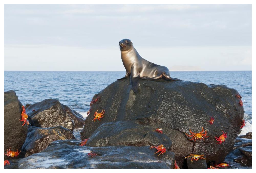 Galapagos Sea Lion pup on rock with Sally Lightfoot Crabs, Galapagos Islands, Ecuador-Paper Art-62"x42"