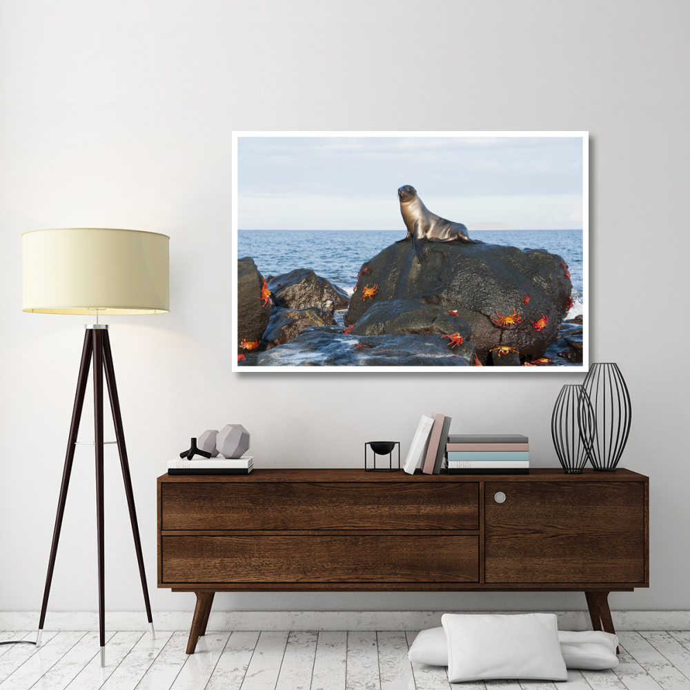 Galapagos Sea Lion pup on rock with Sally Lightfoot Crabs, Galapagos Islands, Ecuador-Paper Art-62&quotx42"