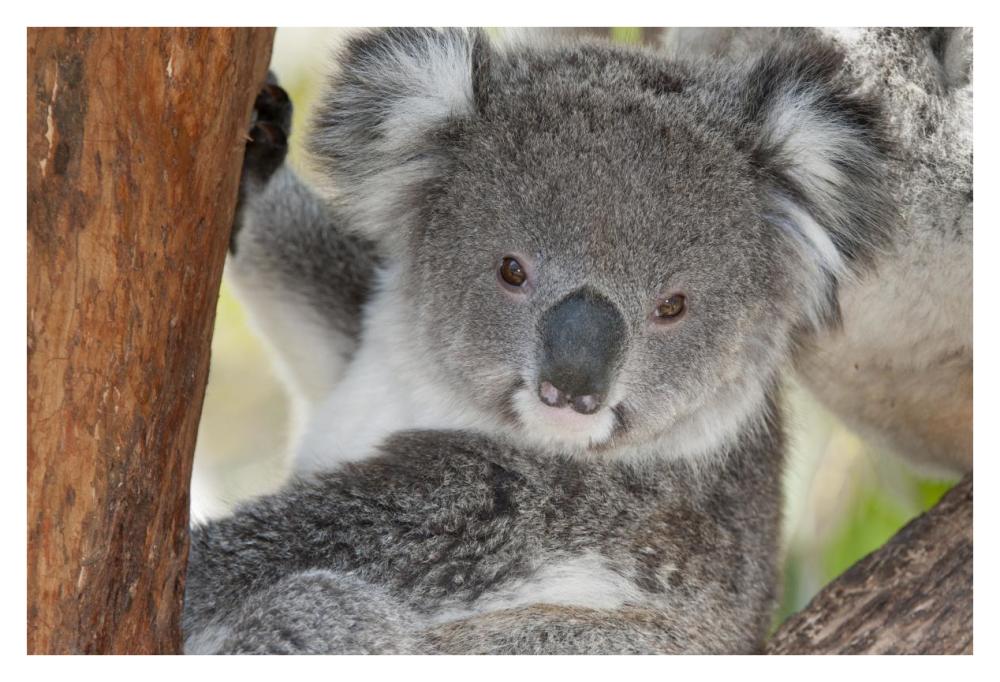 Koala, Victoria, Australia-Paper Art-38"x26"