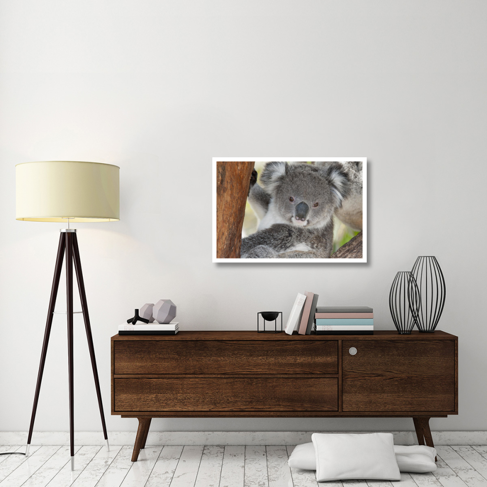 Koala, Victoria, Australia-Paper Art-38&quotx26"