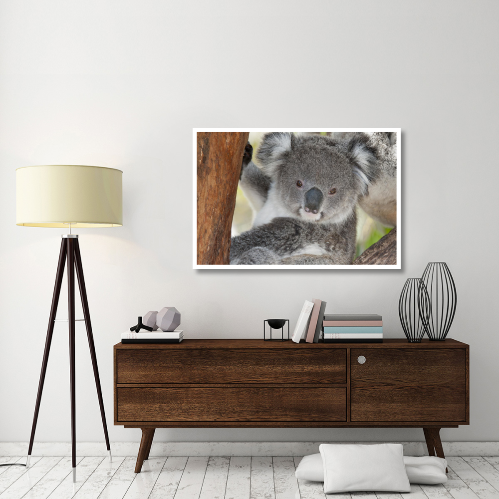 Koala, Victoria, Australia-Paper Art-50&quotx34"