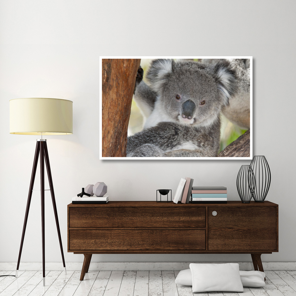 Koala, Victoria, Australia-Paper Art-62&quotx42"