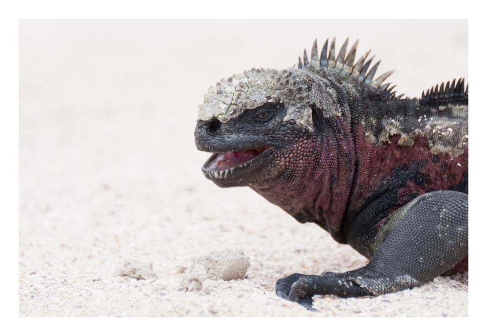 Marine Iguana, Galapagos Islands, Ecuador-Paper Art-26"x18"