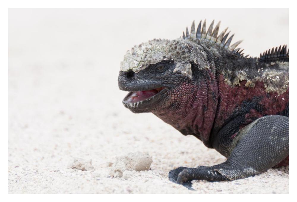 Marine Iguana, Galapagos Islands, Ecuador-Paper Art-38"x26"