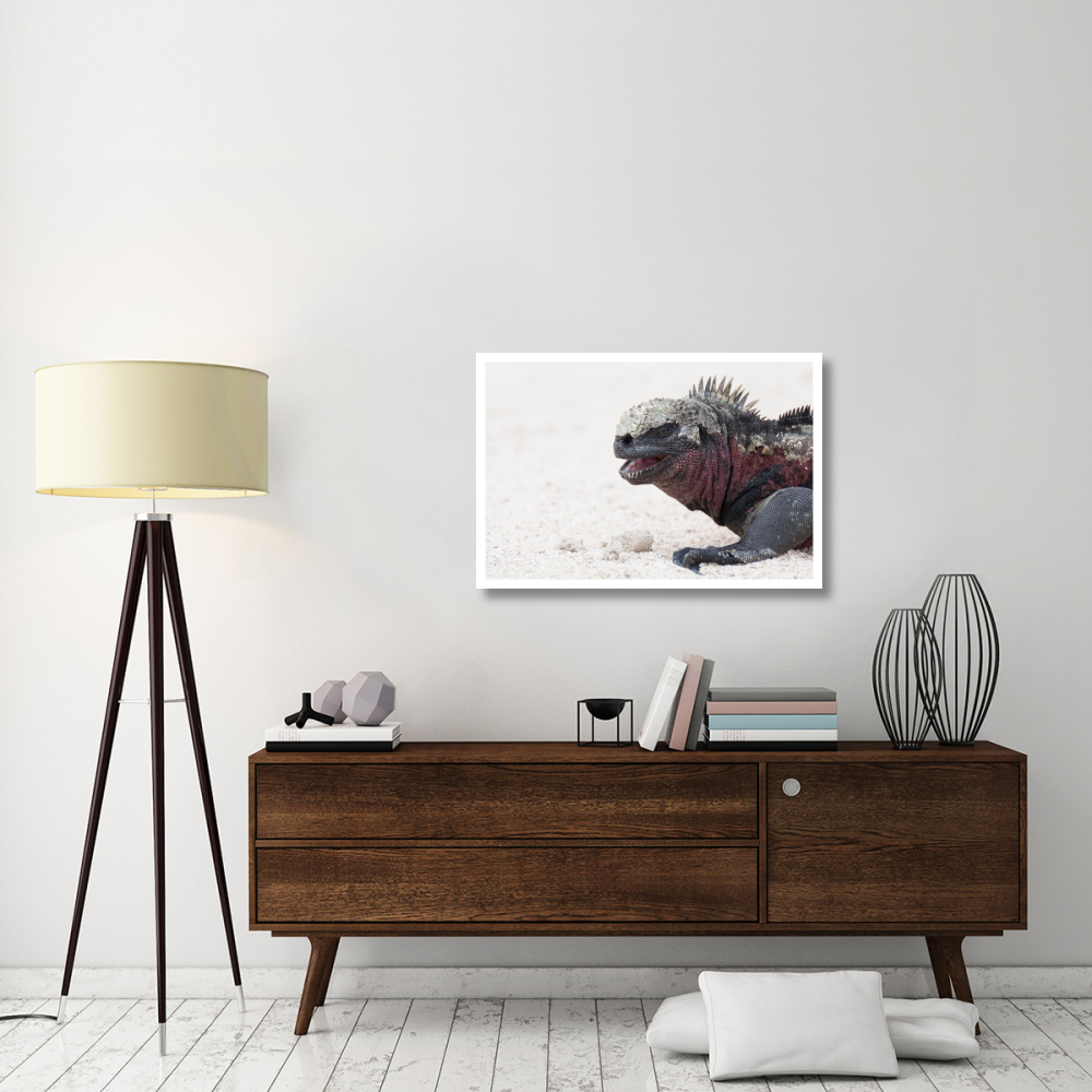 Marine Iguana, Galapagos Islands, Ecuador-Paper Art-38&quotx26"