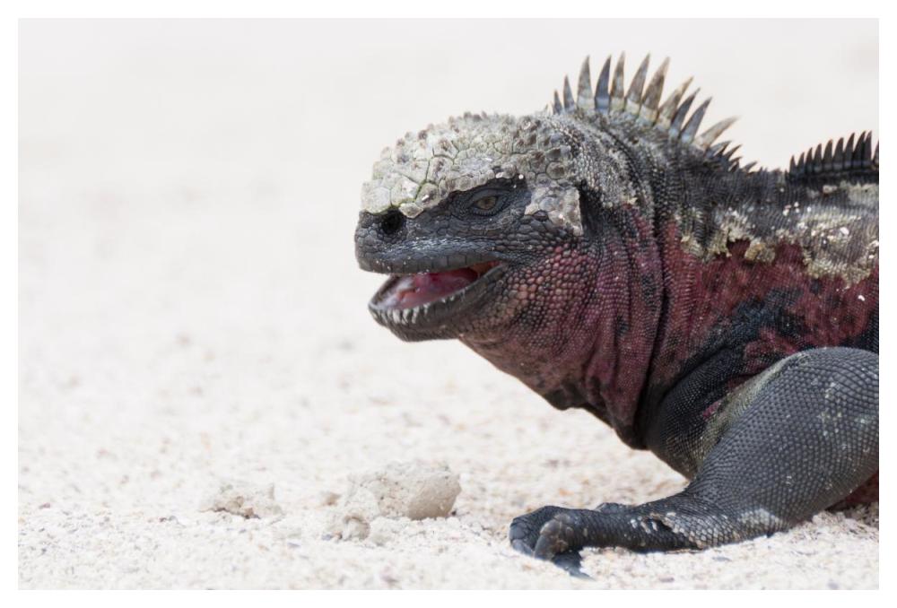 Marine Iguana, Galapagos Islands, Ecuador-Paper Art-50"x34"