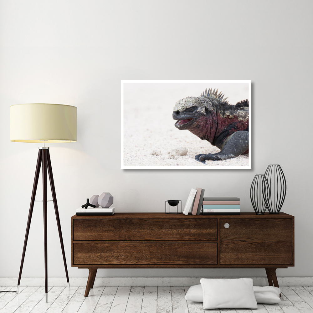 Marine Iguana, Galapagos Islands, Ecuador-Paper Art-50&quotx34"