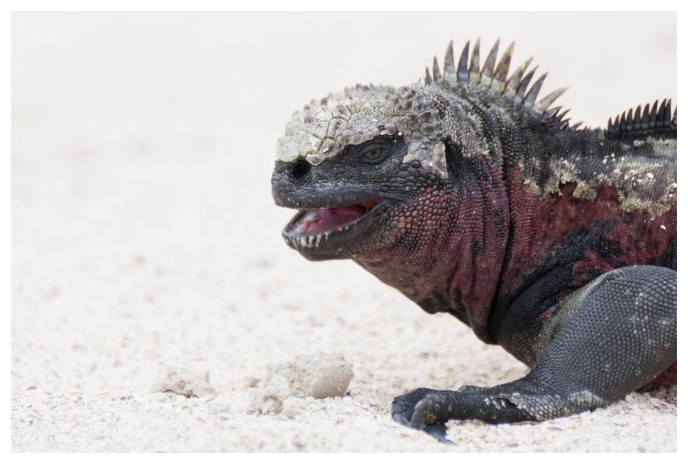 Marine Iguana, Galapagos Islands, Ecuador-Paper Art-62"x42"